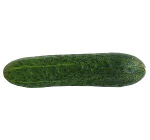CONCOMBRE NOA KG