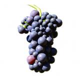 RAISIN MUSCAT DE HAMBOURG KG