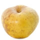 POMME REINETTE KG