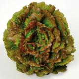 BATAVIA  BLONDE PIECE