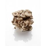CHAMPIGNON PLEUROTE KG